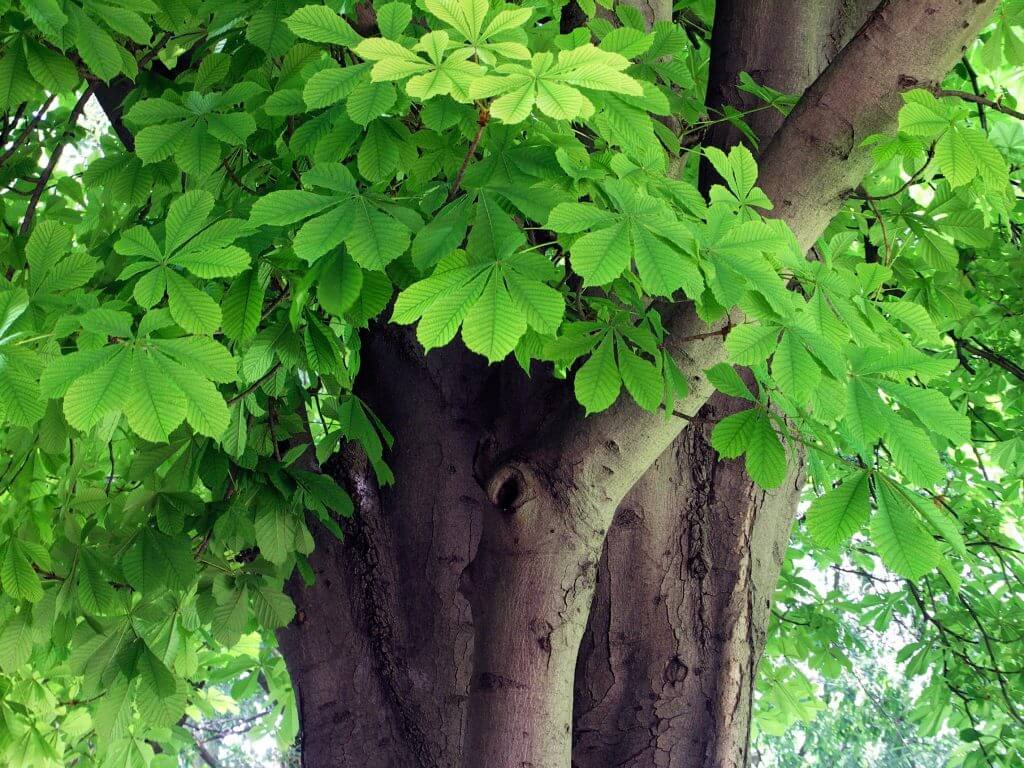 Horse Chestnut Tree Diseases: Warning Signs of a Sick Tree - Treesaw