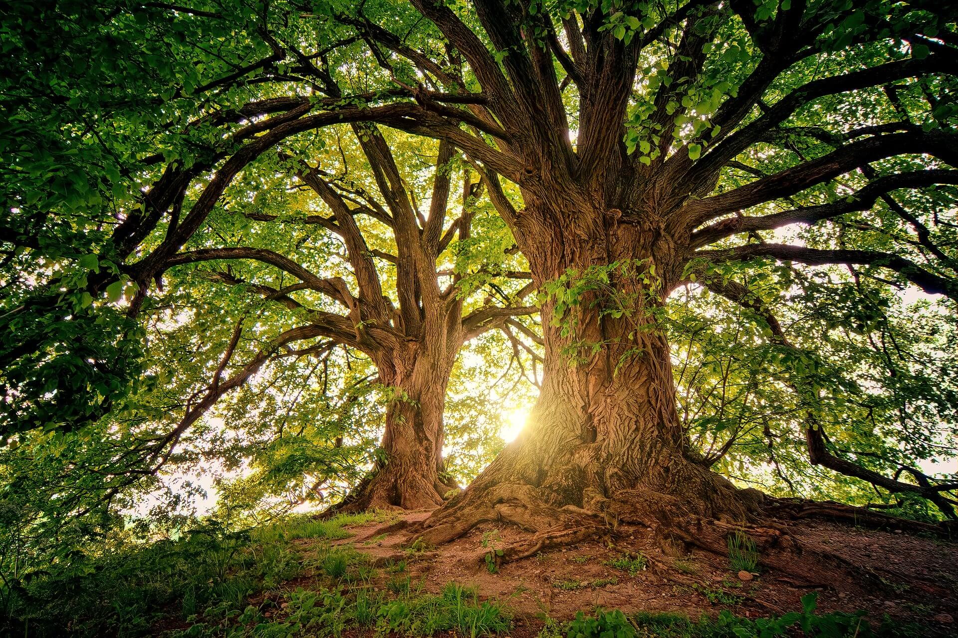 Britain s Most Common Trees Treesaw